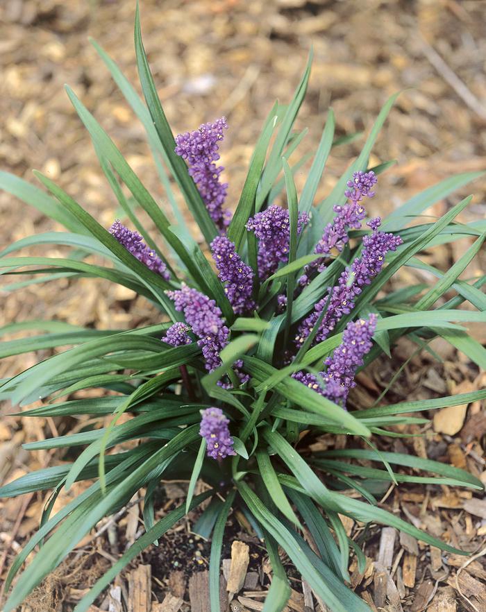 Q210 Liriope Muscari 'royal Purple' - View 8 from www redcrocus com