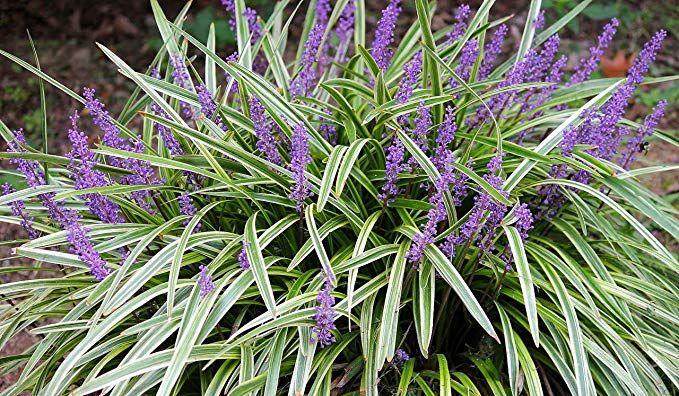 Q211 Liriope Muscari Silvery Sunproof - View 10 from www redcrocus com