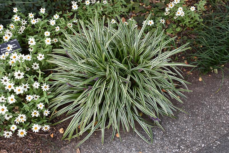 Q211 Liriope Muscari Silvery Sunproof - View 12 from www redcrocus com