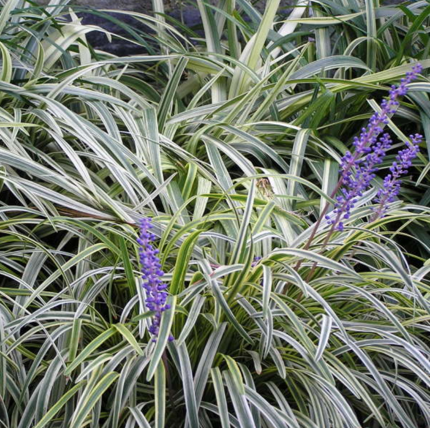 Q211 Liriope Muscari Silvery Sunproof - View 13 from www redcrocus com