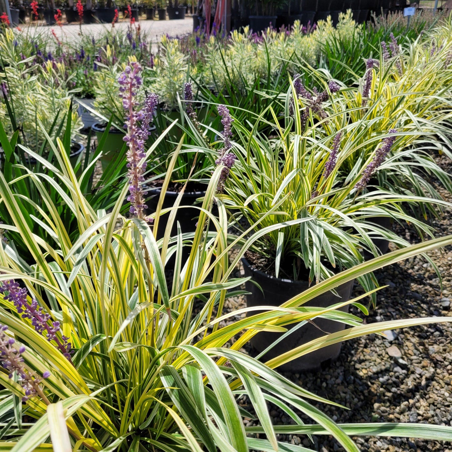 Q211 Liriope Muscari Silvery Sunproof - View 14 from www redcrocus com