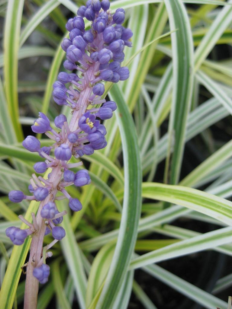 Q211 Liriope Muscari Silvery Sunproof - View 15 from www redcrocus com