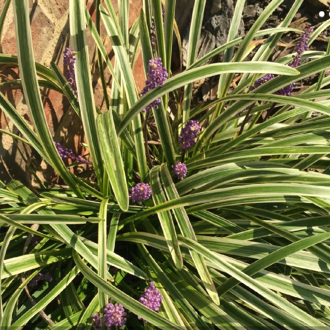 Q211 Liriope Muscari Silvery Sunproof - View 16 from www redcrocus com