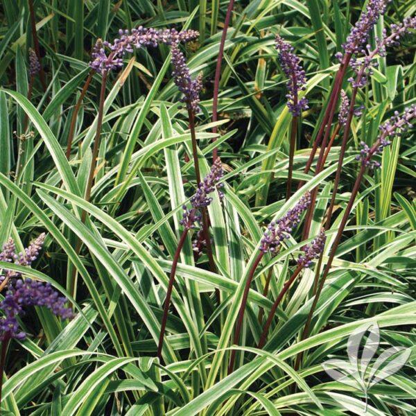 Q211 Liriope Muscari Silvery Sunproof - View 18 from www redcrocus com