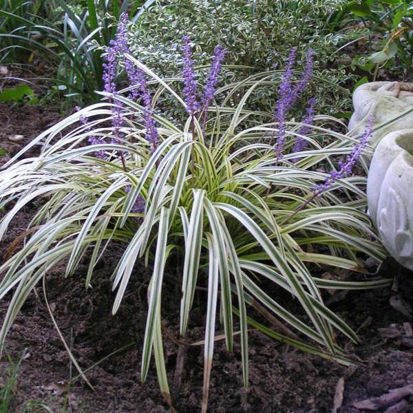 Q211 Liriope Muscari Silvery Sunproof - View 1 from www redcrocus com