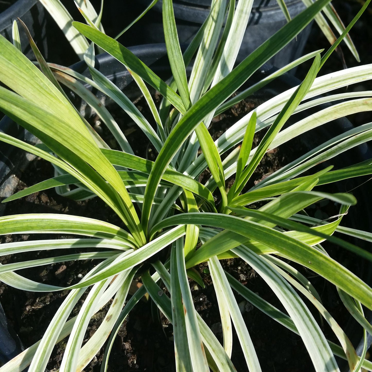 Q211 Liriope Muscari Silvery Sunproof - View 20 from www redcrocus com