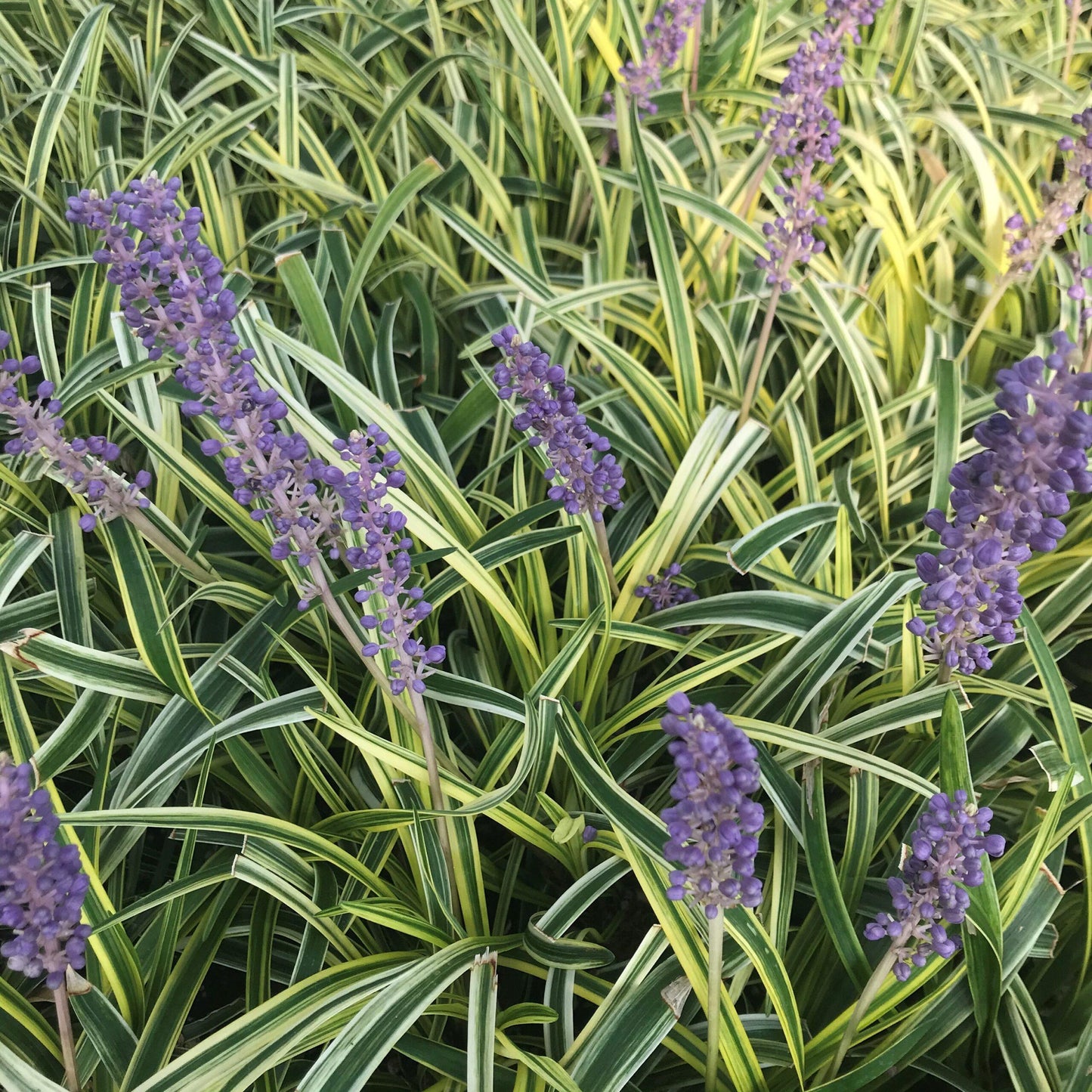 Q211 Liriope Muscari Silvery Sunproof - View 2 from www redcrocus com