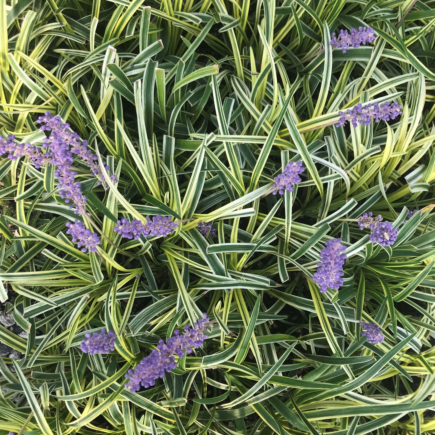 Q211 Liriope Muscari Silvery Sunproof - View 3 from www redcrocus com