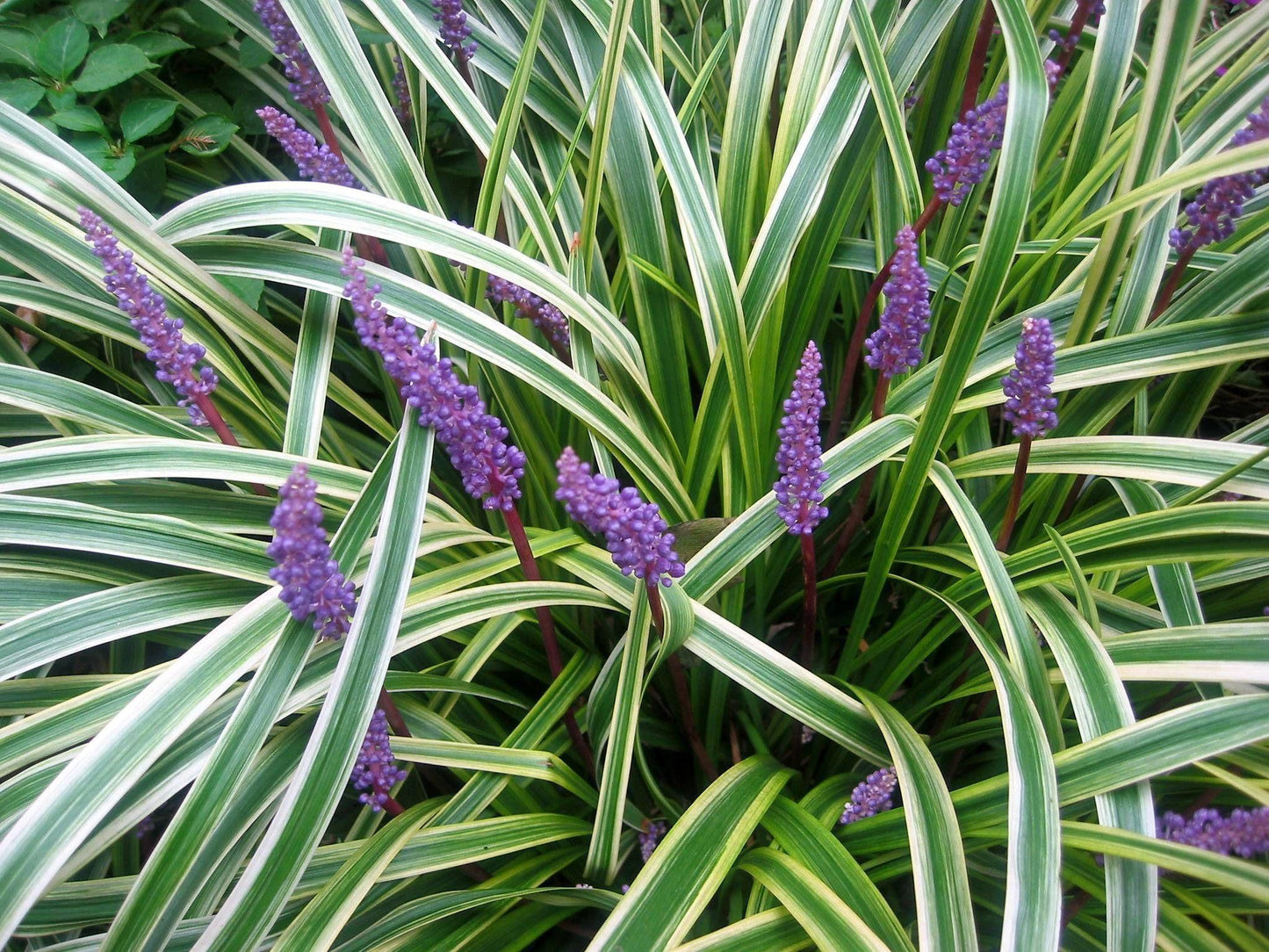Q211 Liriope Muscari Silvery Sunproof - View 5 from www redcrocus com