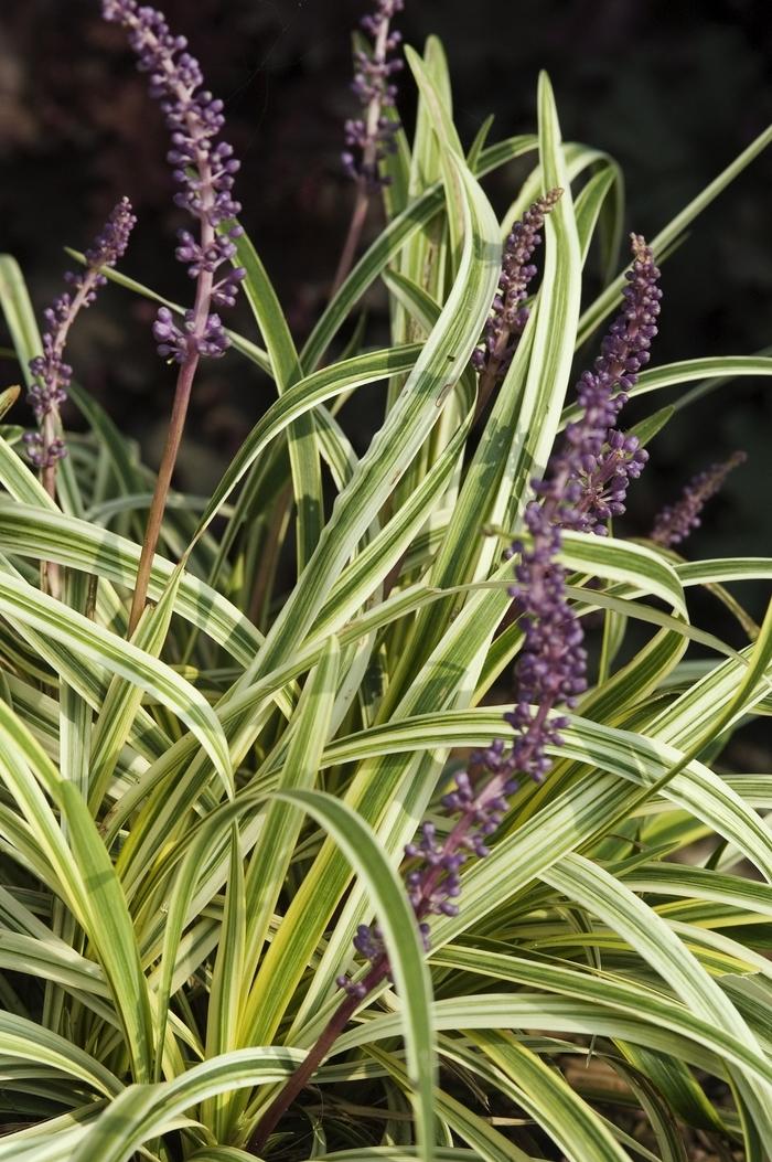 Q211 Liriope Muscari Silvery Sunproof - View 6 from www redcrocus com