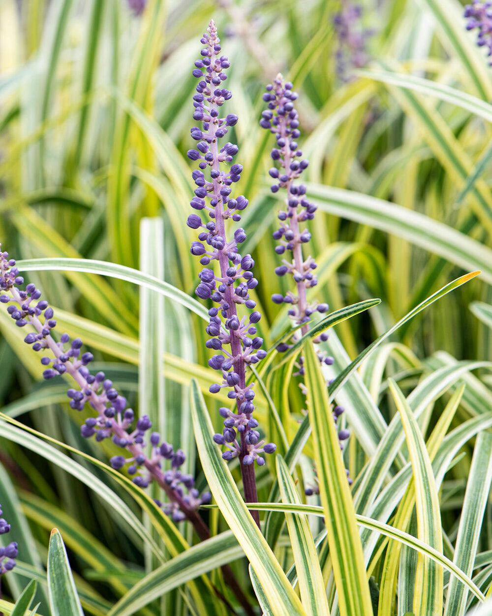 Q211 Liriope Muscari Silvery Sunproof - View 9 from www redcrocus com