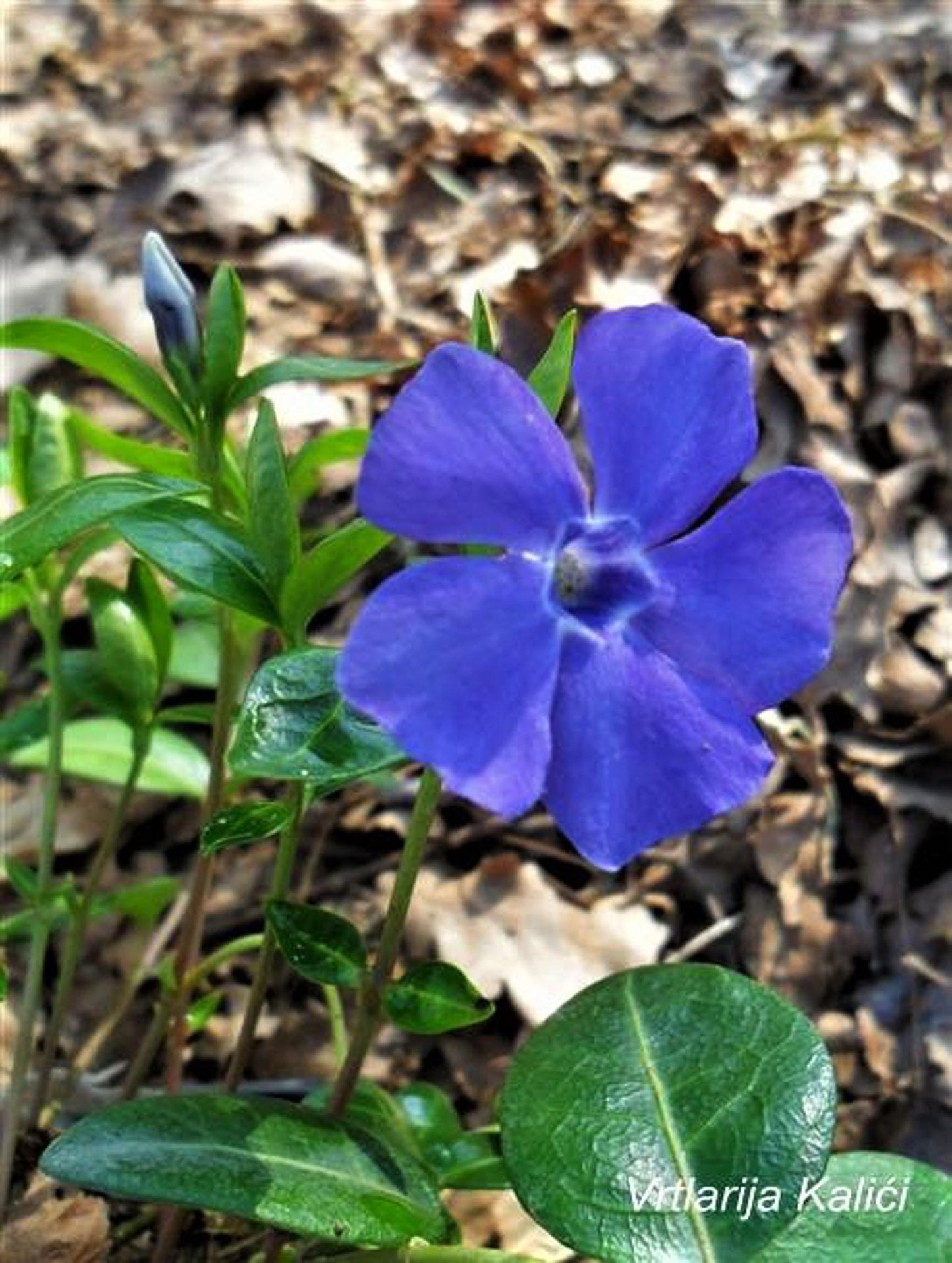 Vinca Minor Bowles - View 15 from www redcrocus com