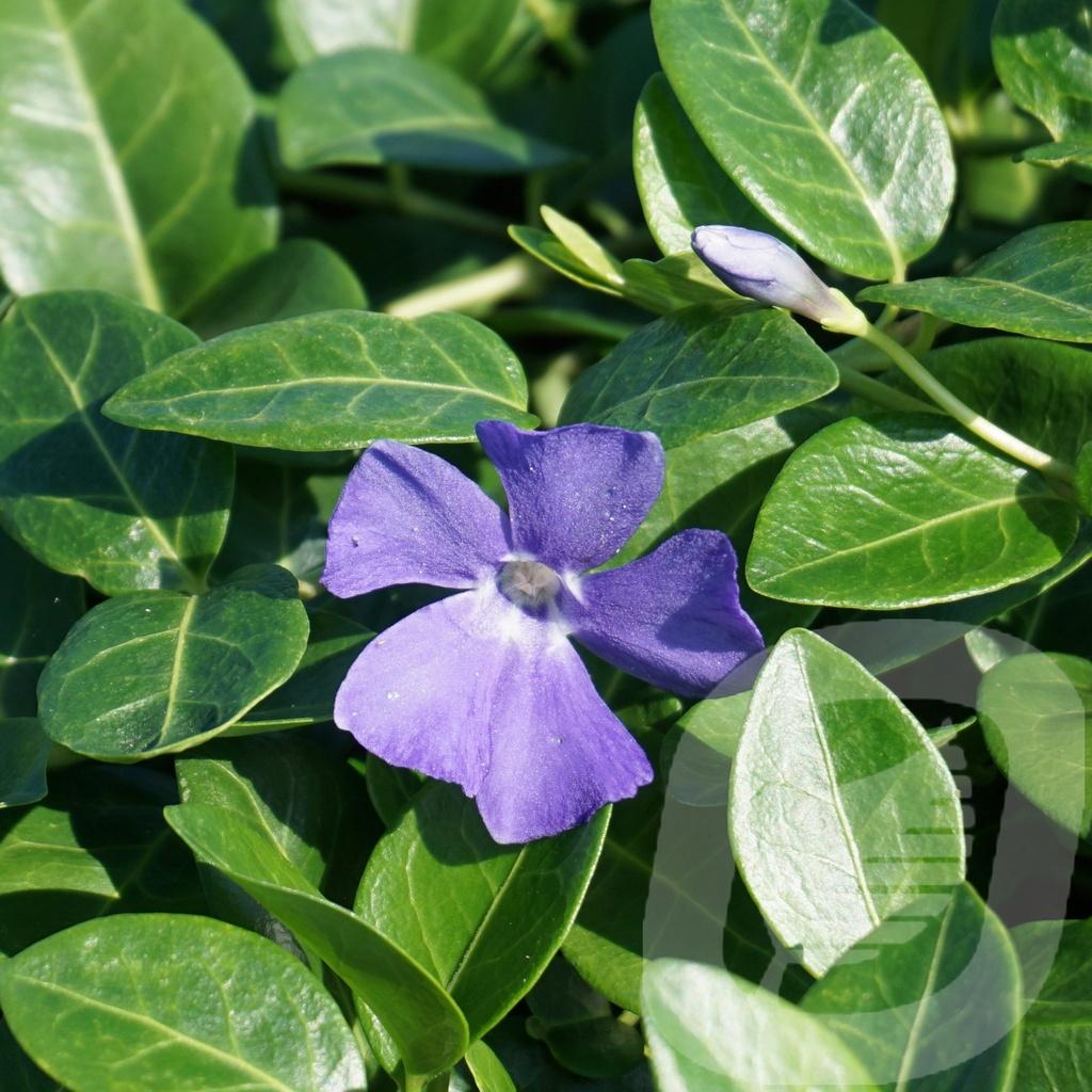 Vinca Minor Bowles - View 9 from www redcrocus com