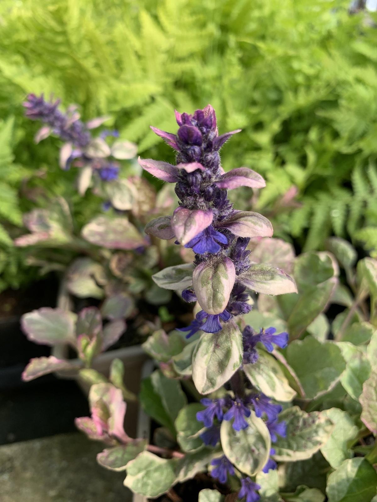 Ajuga Reptans Burgundy Glow - View 12 from www redcrocus com