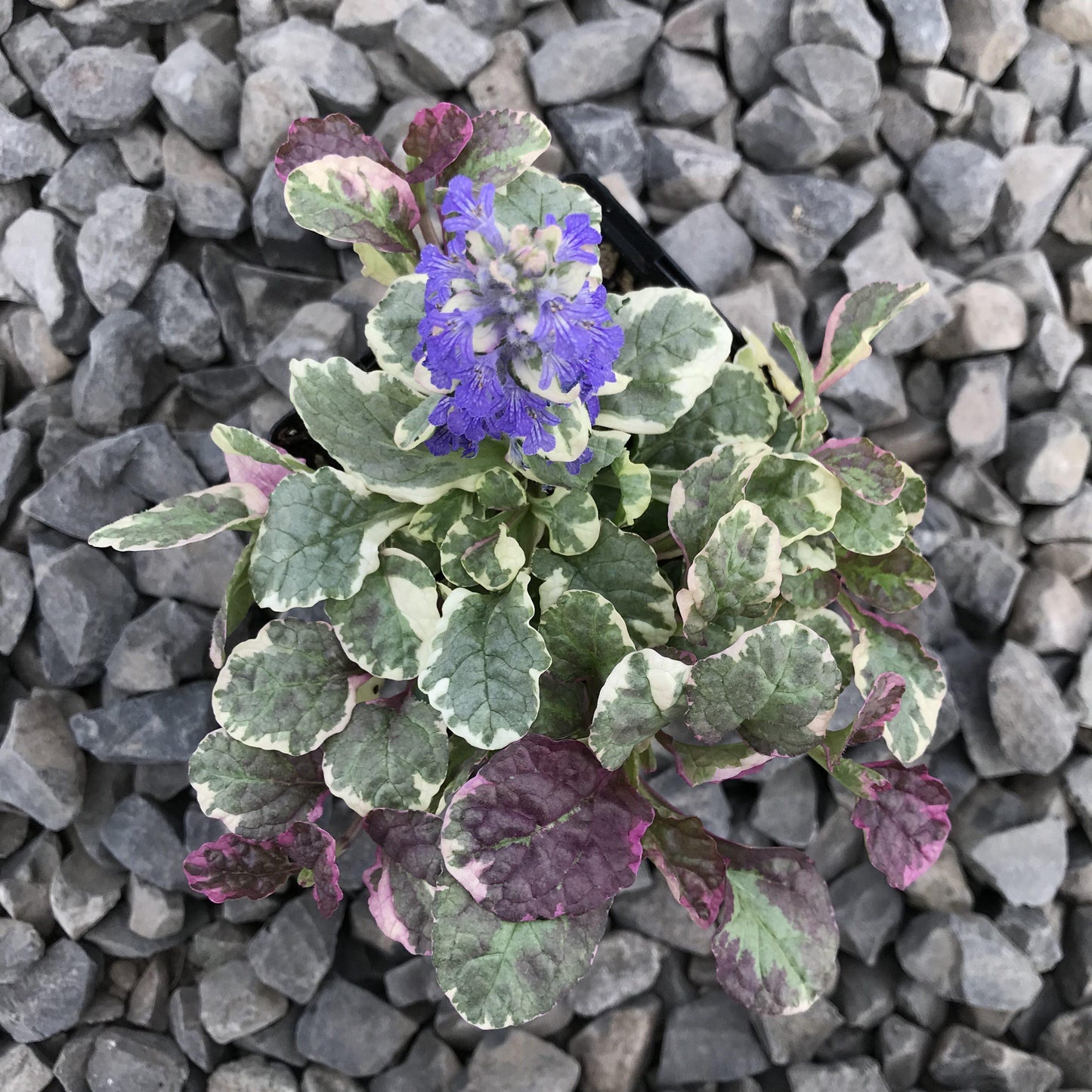 Ajuga Reptans Burgundy Glow - View 17 from www redcrocus com