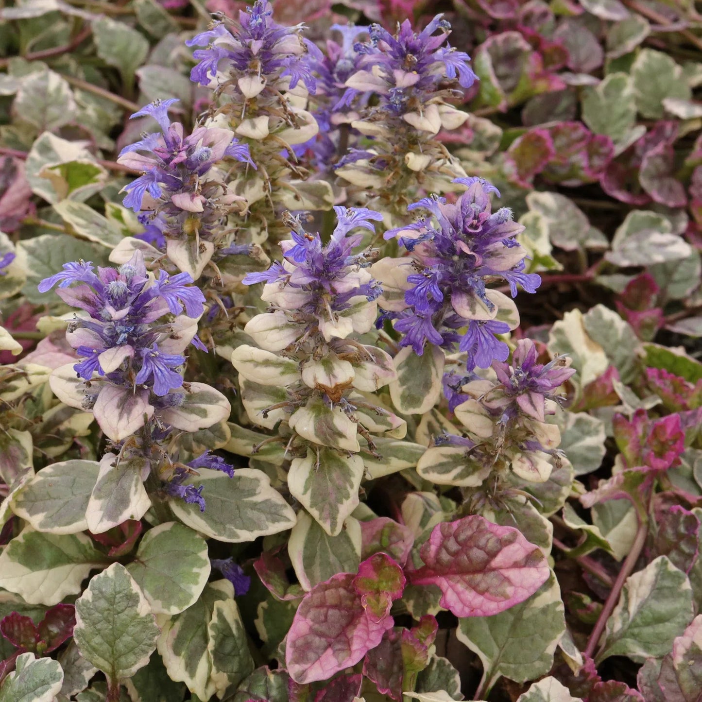 Ajuga Reptans Burgundy Glow - View 18 from www redcrocus com