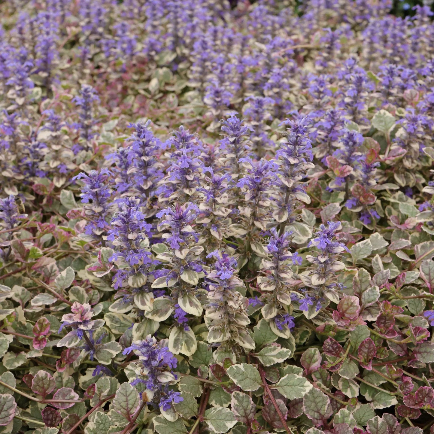 Ajuga Reptans Burgundy Glow - View 20 from www redcrocus com