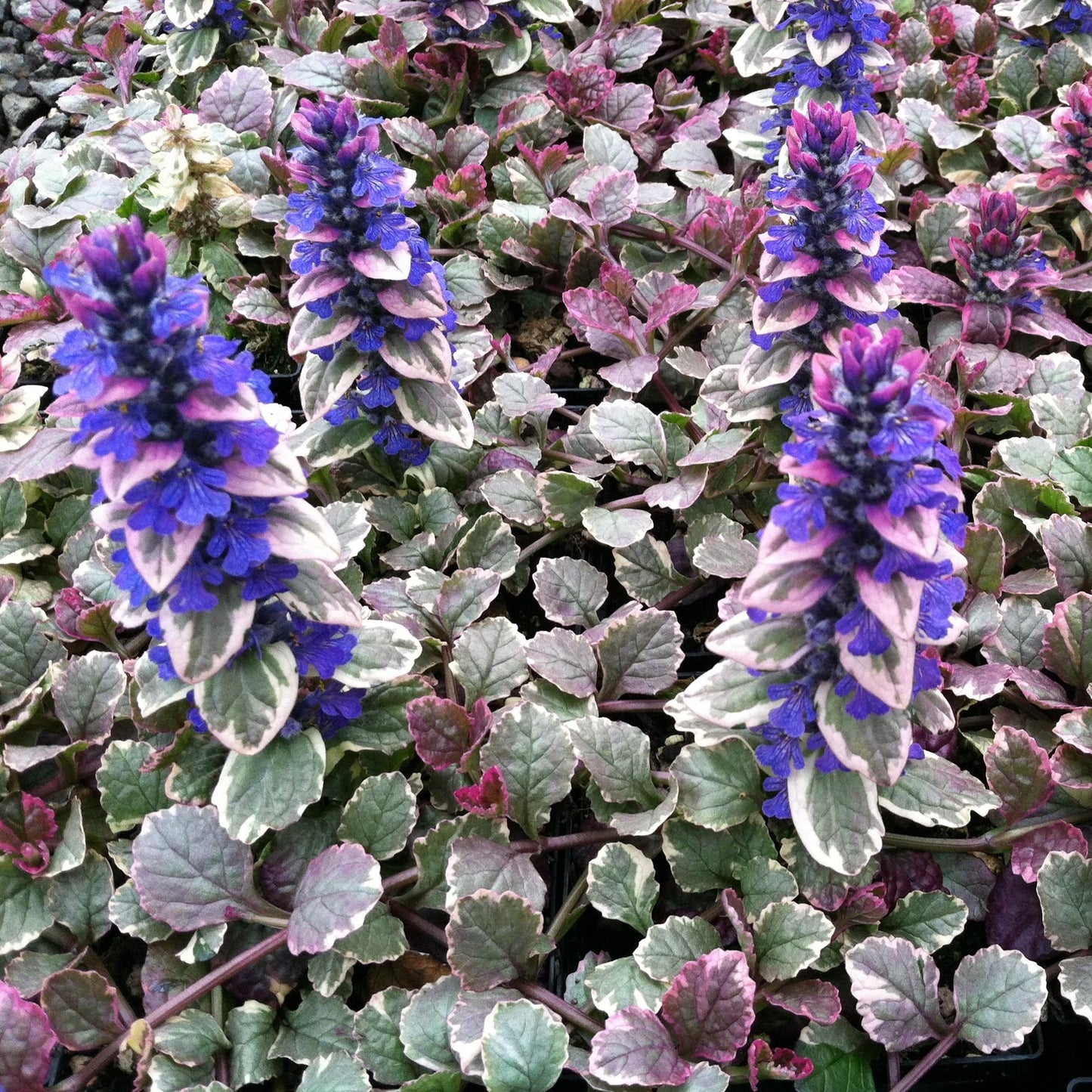 Ajuga Reptans Burgundy Glow - View 2 from www redcrocus com