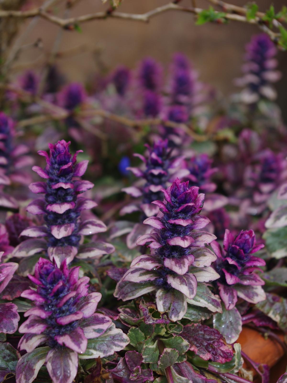 Ajuga Reptans Burgundy Glow - View 4 from www redcrocus com