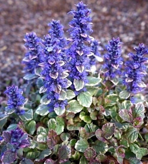 Ajuga Reptans Burgundy Glow - View 8 from www redcrocus com