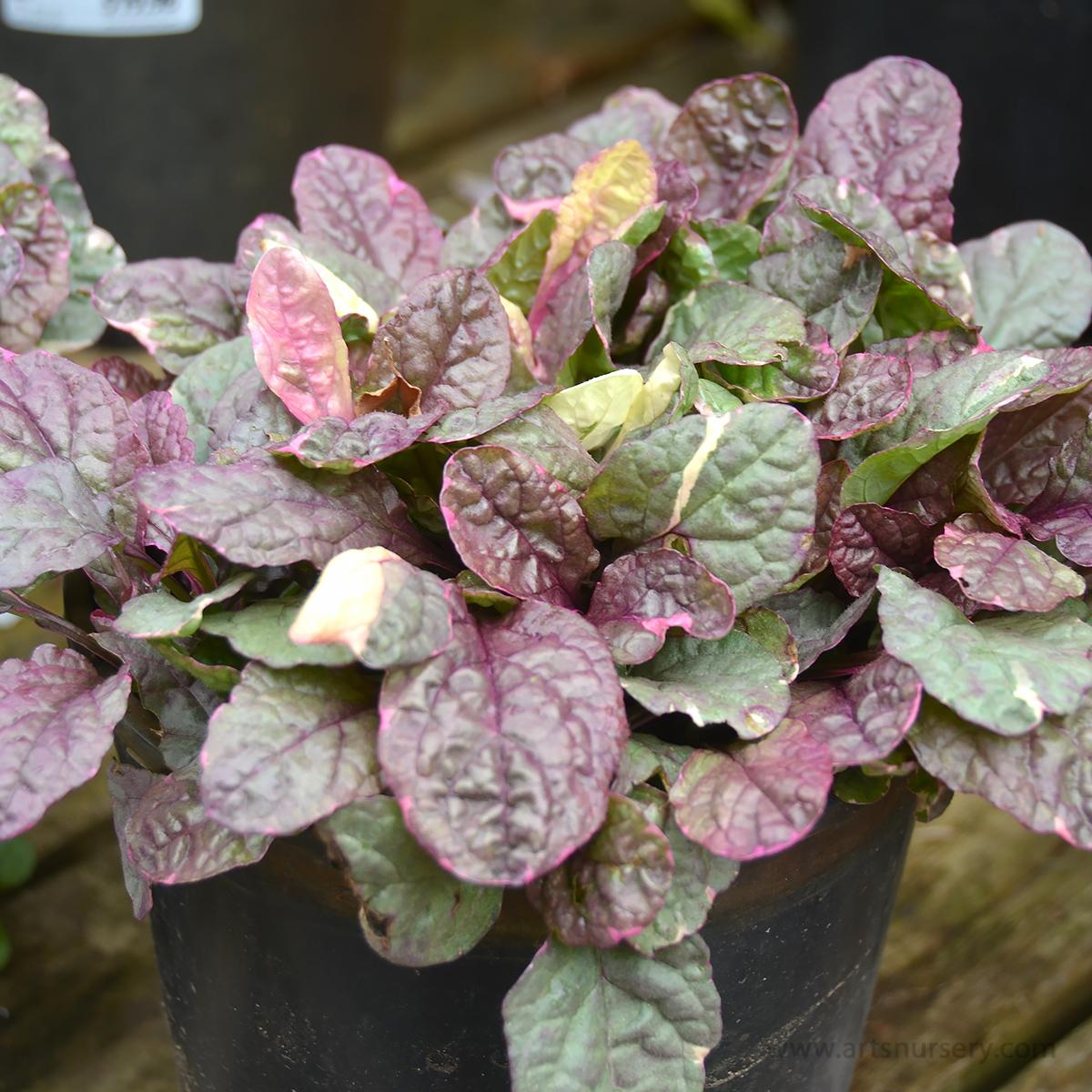 Ajuga Reptans Burgundy Glow - View 9 from www redcrocus com