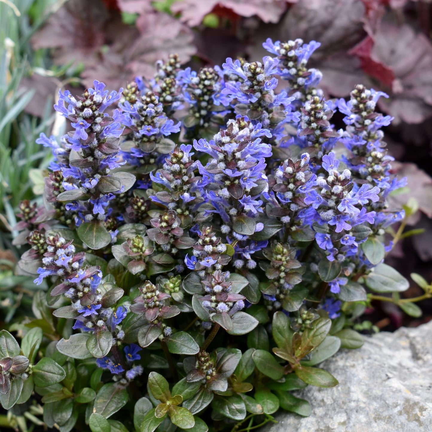 Ajuga Reptans Chocolate Chip - View 10 from www redcrocus com