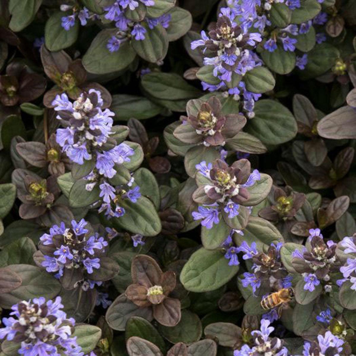 Ajuga Reptans Chocolate Chip - View 12 from www redcrocus com