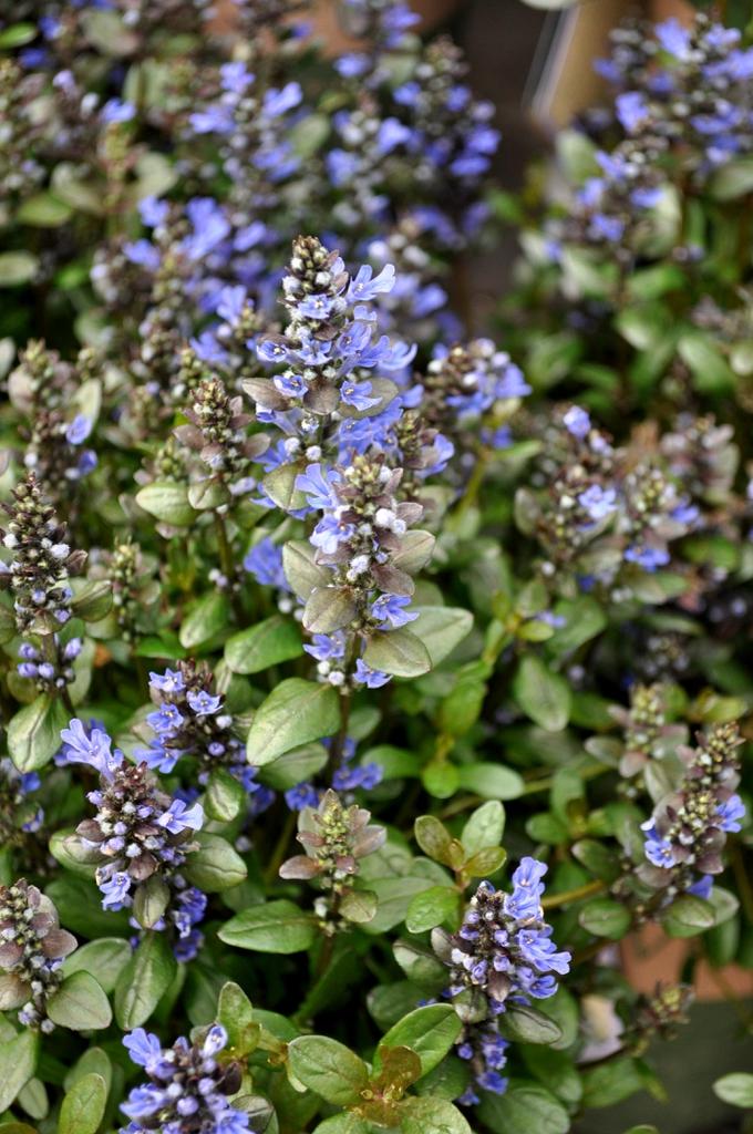 Ajuga Reptans Chocolate Chip - View 13 from www redcrocus com