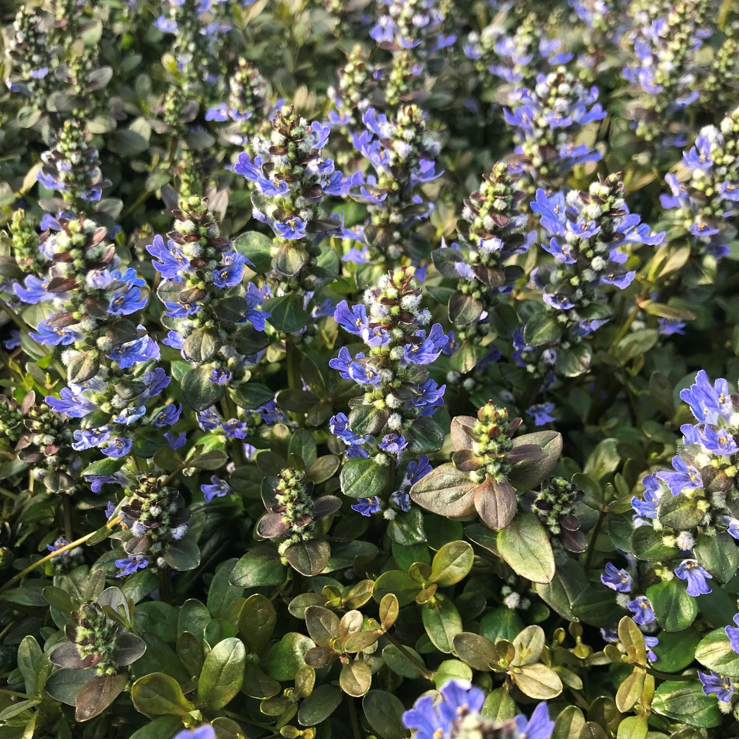 Ajuga Reptans Chocolate Chip - View 14 from www redcrocus com
