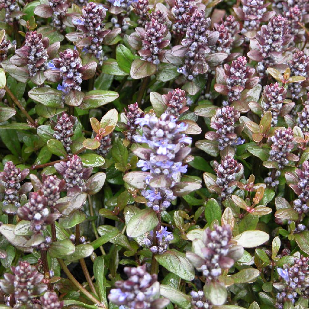 Ajuga Reptans Chocolate Chip - View 16 from www redcrocus com