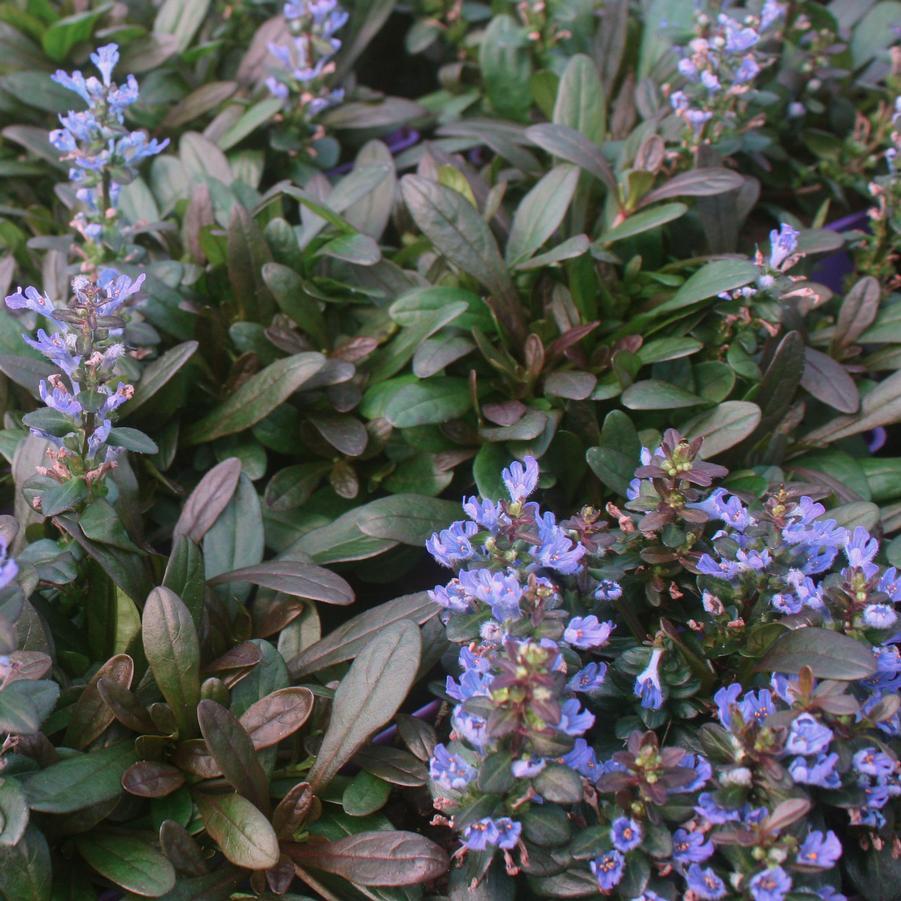Ajuga Reptans Chocolate Chip - View 18 from www redcrocus com