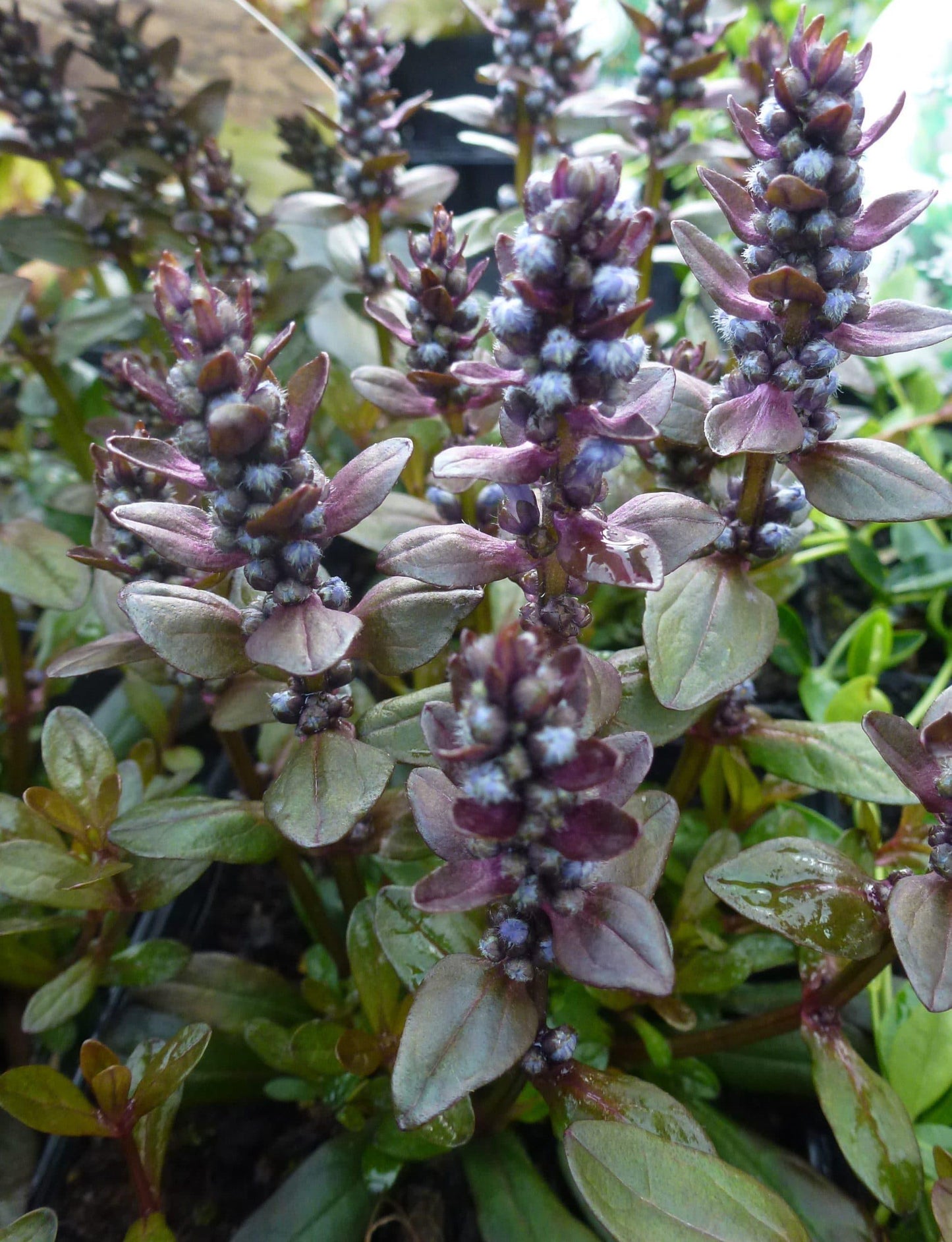 Ajuga Reptans Chocolate Chip - View 19 from www redcrocus com