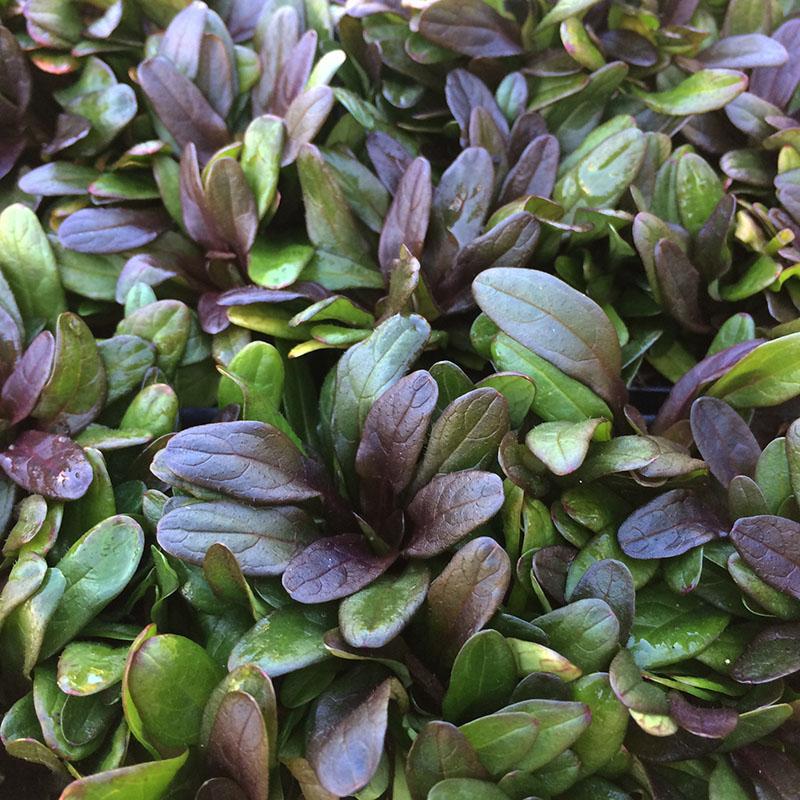Ajuga Reptans Chocolate Chip - View 2 from www redcrocus com