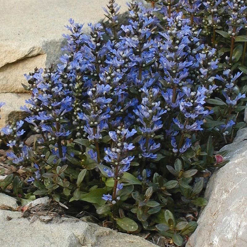 Ajuga Reptans Chocolate Chip - View 3 from www redcrocus com