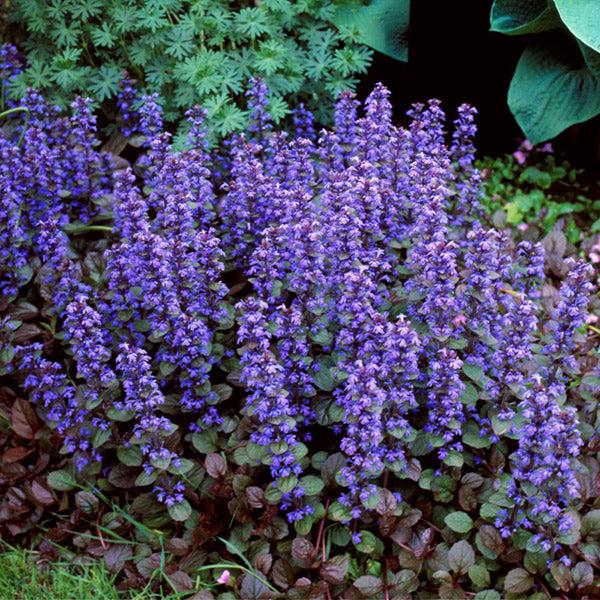 Ajuga Reptans Chocolate Chip - View 4 from www redcrocus com