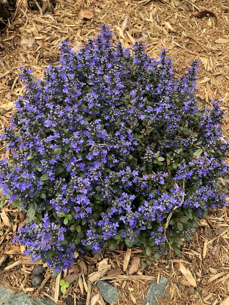 Ajuga Reptans Chocolate Chip - View 5 from www redcrocus com