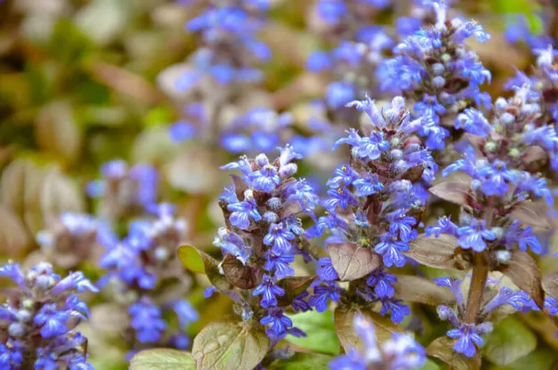 Ajuga Reptans Chocolate Chip - View 7 from www redcrocus com