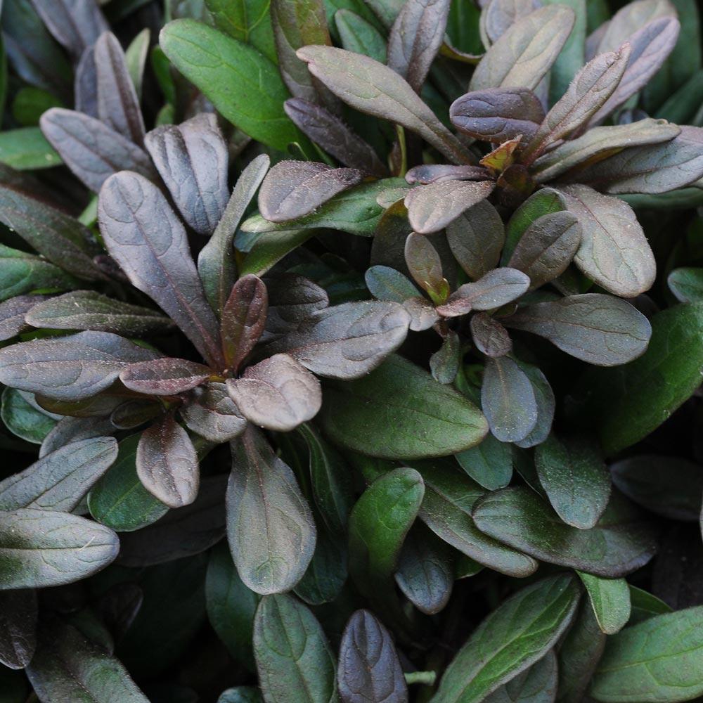Ajuga Reptans Chocolate Chip - View 9 from www redcrocus com