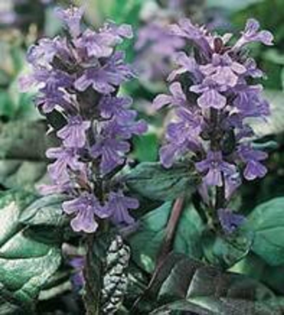 Ajuga Reptans Bronze Beauty - View 16 from www redcrocus com
