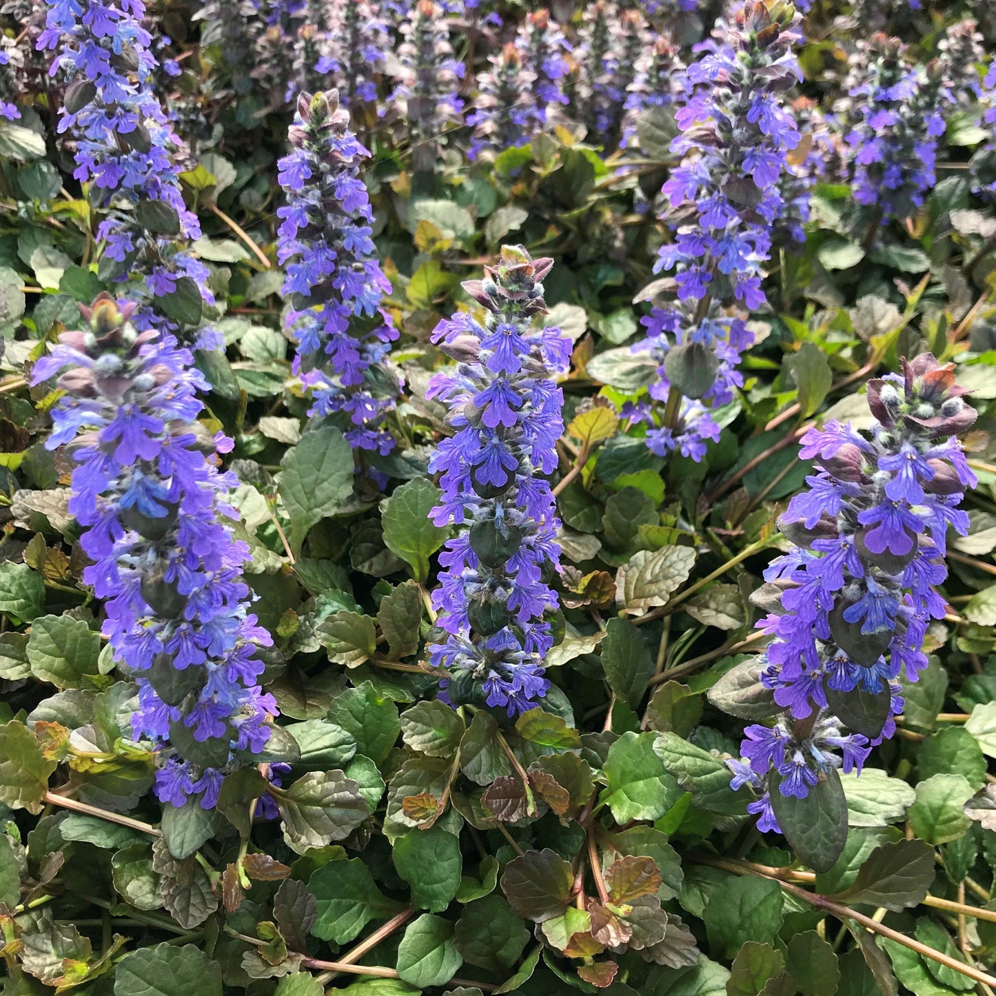 Ajuga Reptans Bronze Beauty - View 1 from www redcrocus com