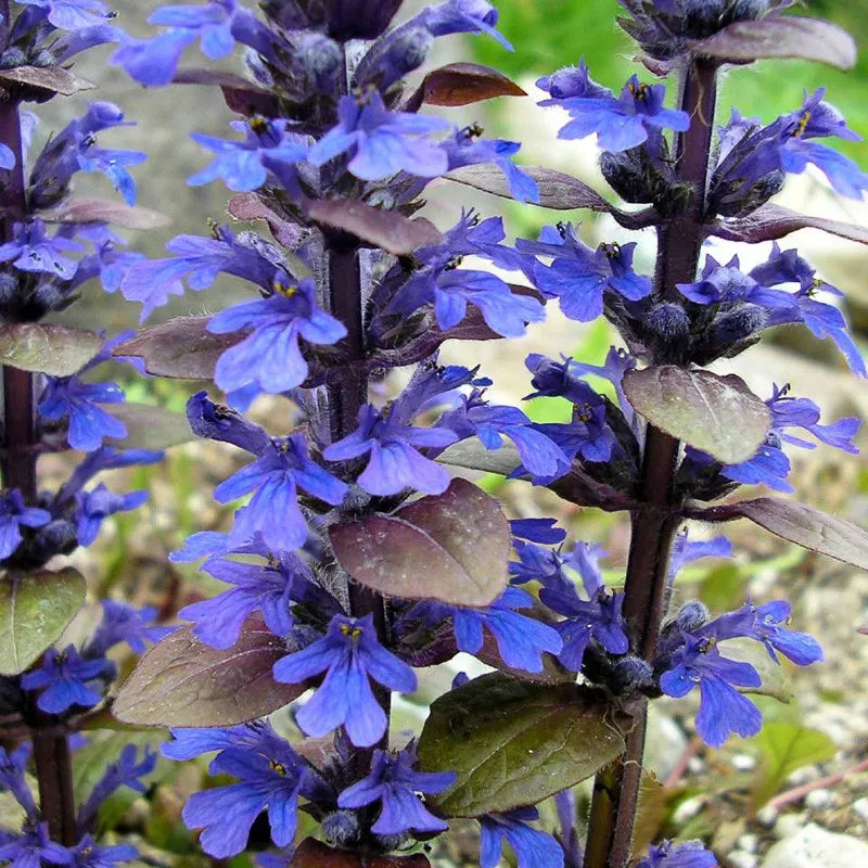 Ajuga Reptans Bronze Beauty - View 4 from www redcrocus com