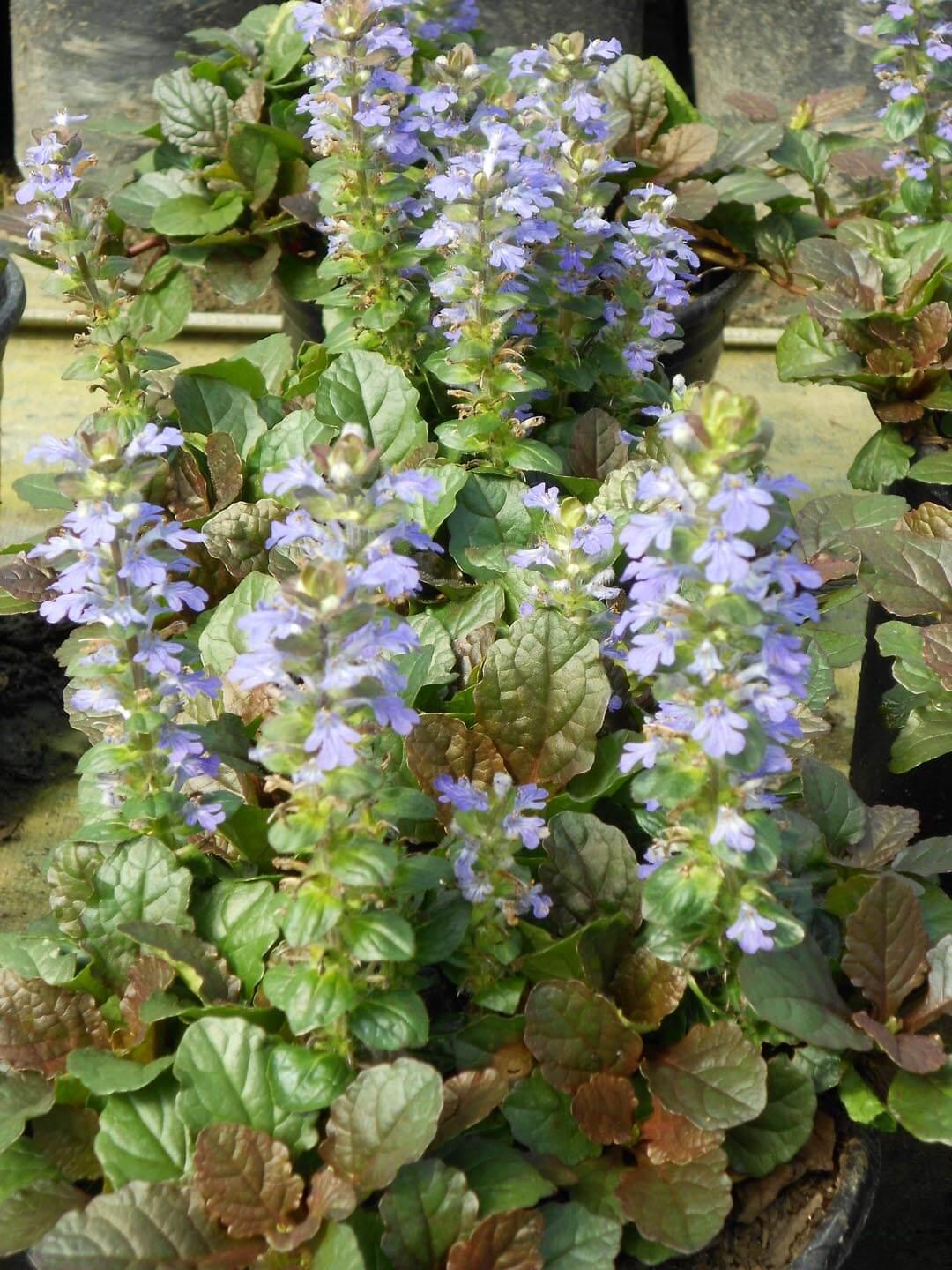 Ajuga Reptans Bronze Beauty - View 6 from www redcrocus com