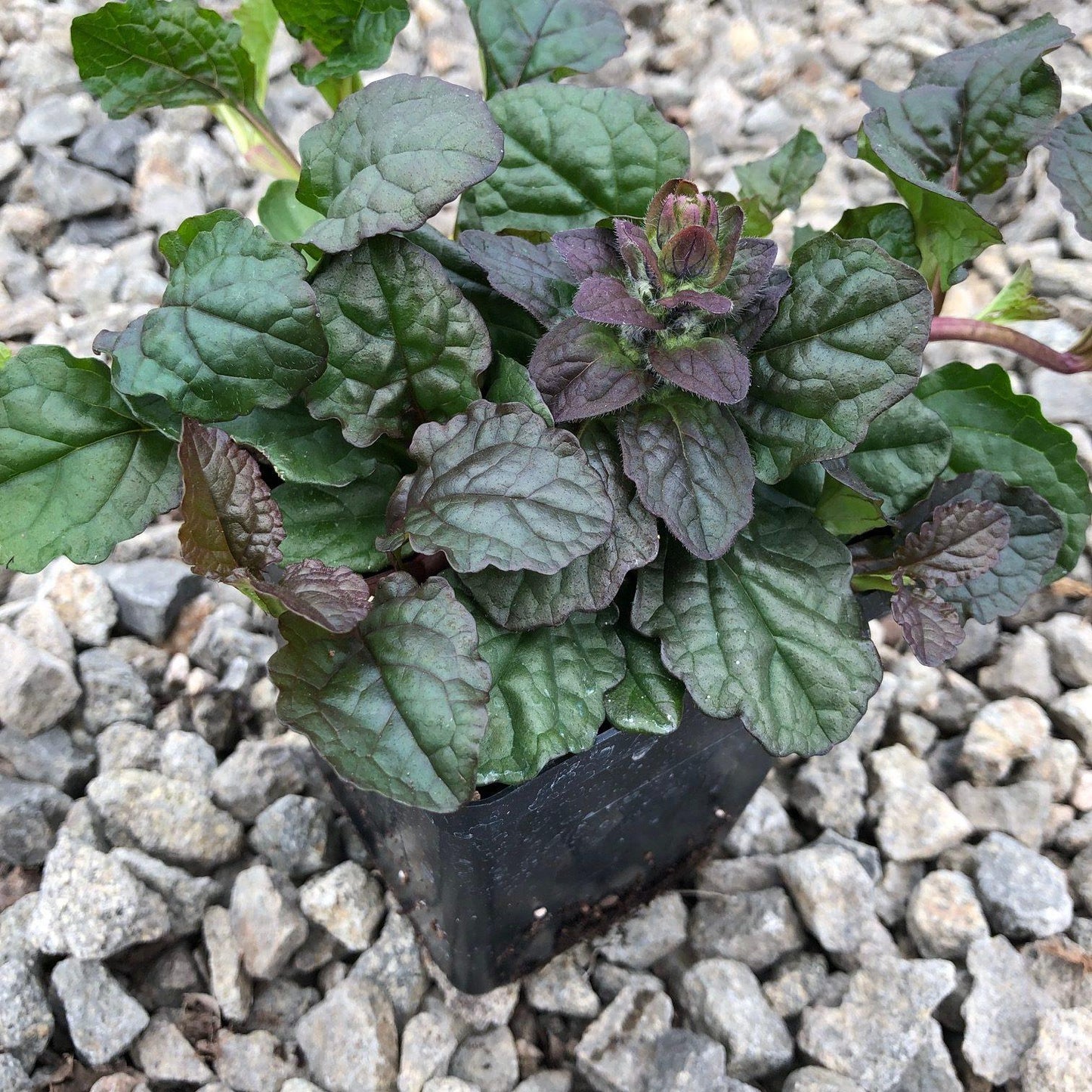 Ajuga Reptans Bronze Beauty - View 8 from www redcrocus com