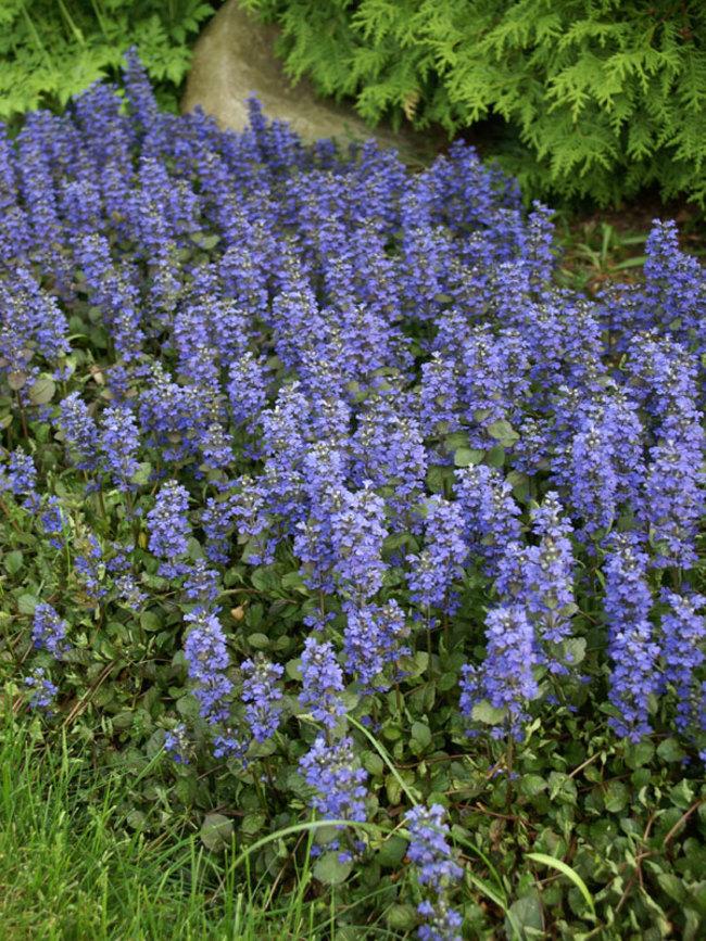 Ajuga Reptans Bronze Beauty - View 9 from www redcrocus com