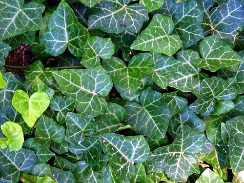 Hedera Helix 'baltica', 50 Cells, 2 - View 16 from www redcrocus com