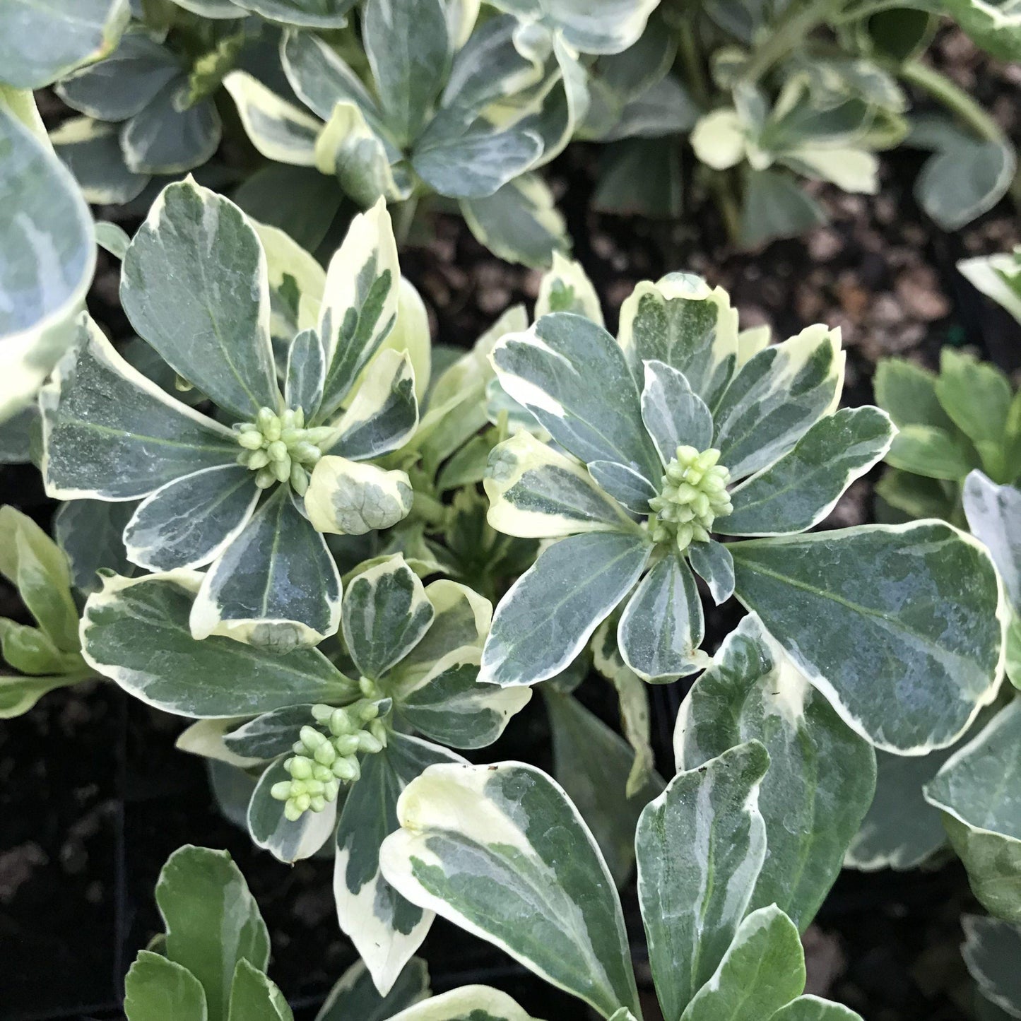 Pachysandra Terminalis - View 10 from www redcrocus com
