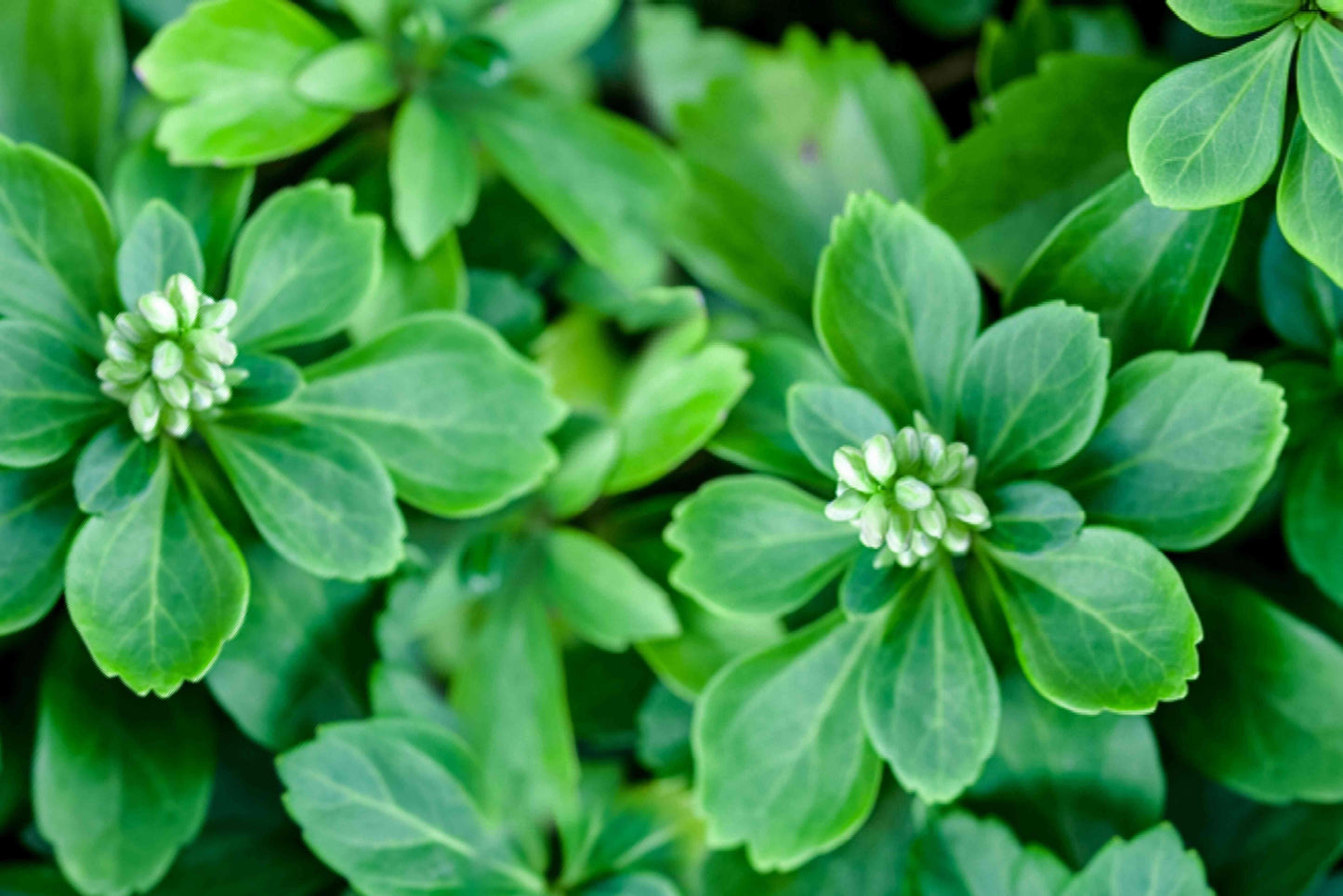 Pachysandra Terminalis - View 11 from www redcrocus com