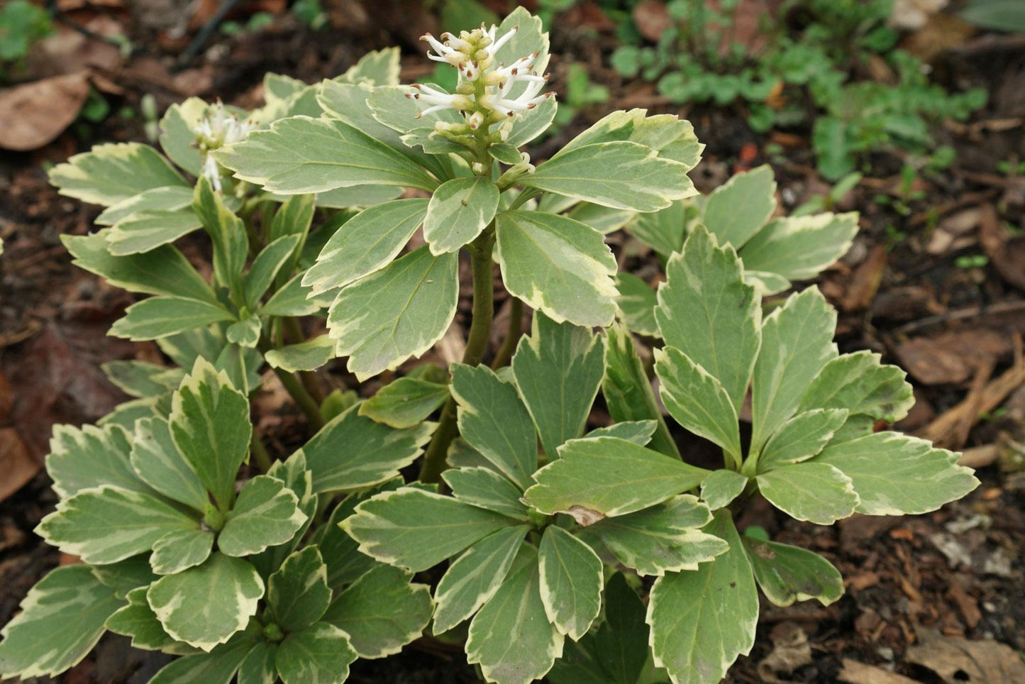 Pachysandra Terminalis - View 12 from www redcrocus com