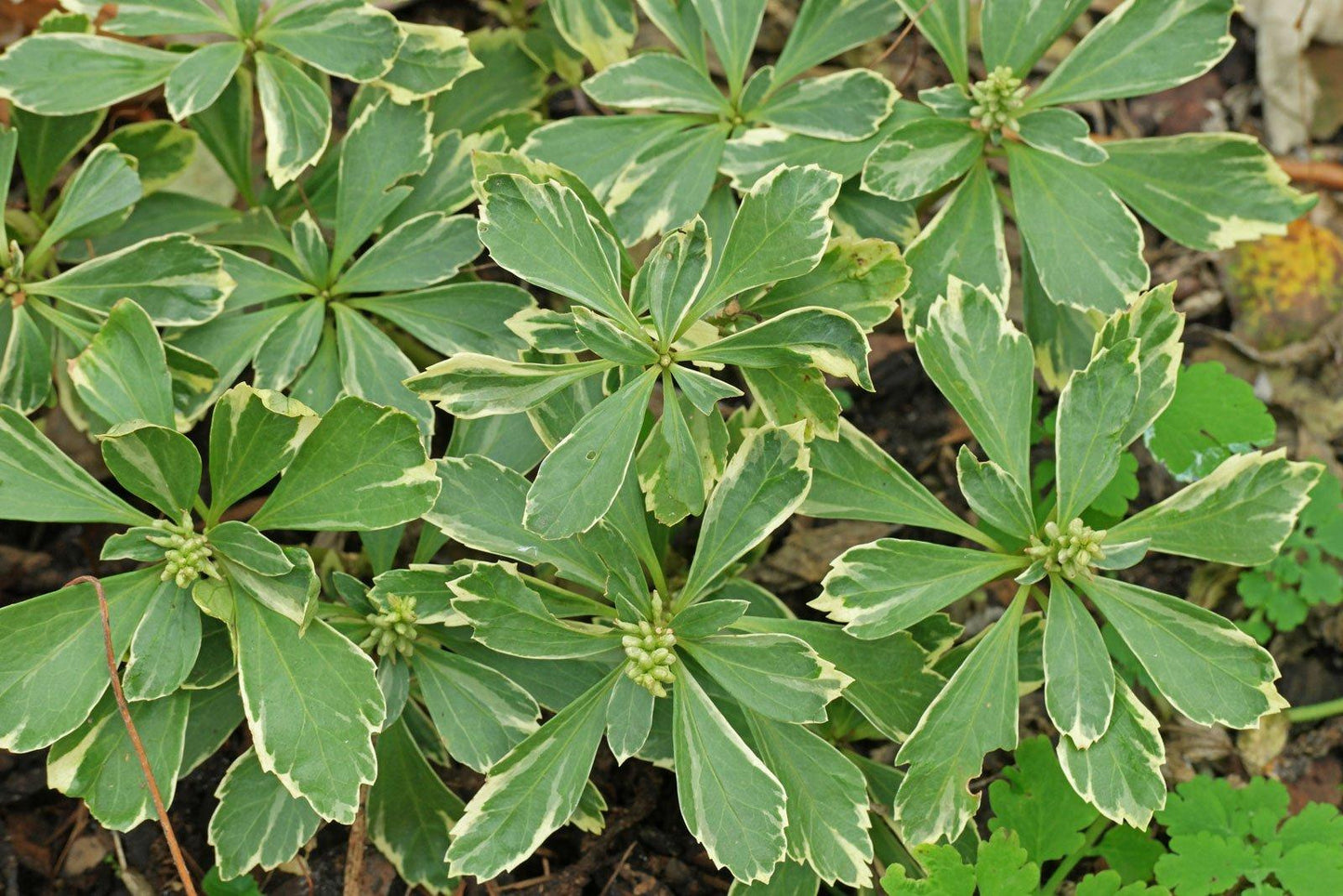 Pachysandra Terminalis - View 13 from www redcrocus com