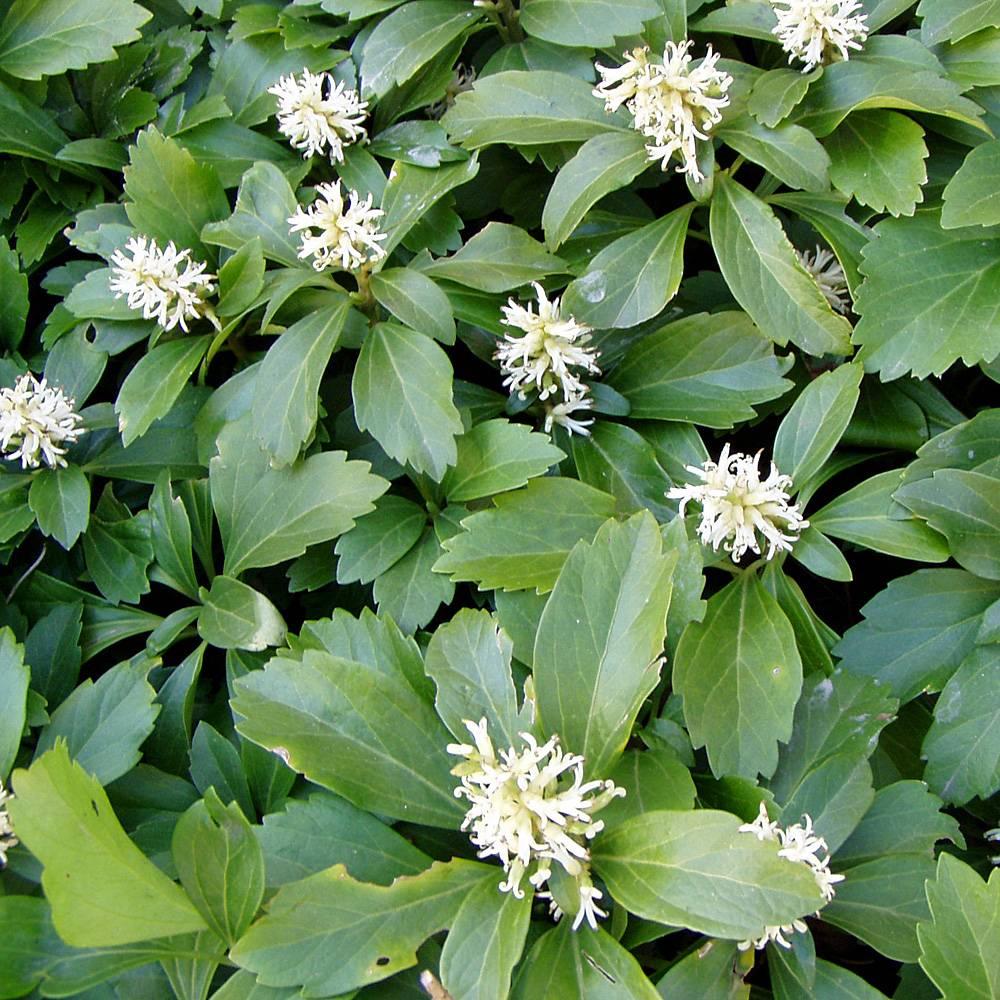Pachysandra Terminalis - View 14 from www redcrocus com